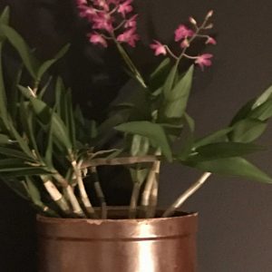 © Nikolas Feireiss Kleine lilafarbene Orchidee vor grauer Wand in braunem Tontopf. Schabe Chic