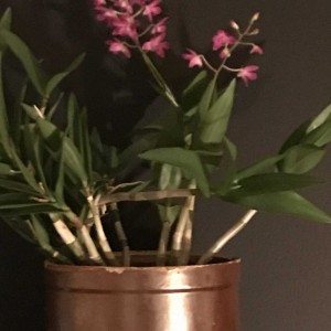 © Nikolas Feireiss Kleine lilafarbene Orchidee vor grauer Wand in braunem Tontopf. Schabe Chic